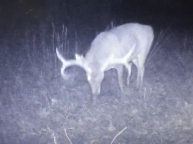 100 Ac, Trophy Buck / Timber Invest : Terry : Hinds County : Mississippi