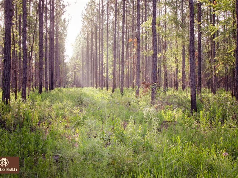 Hunting / Timber Investment : Bainbridge : Decatur County : Georgia