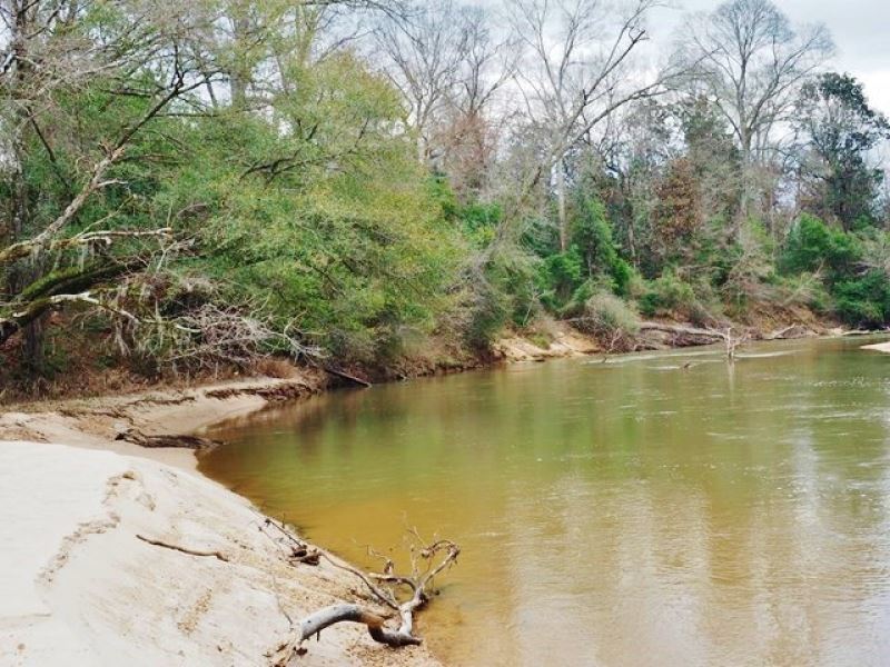467 Mature Timber Riverfront Land : Summit : Pike County : Mississippi