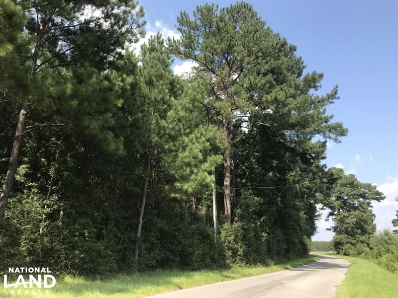 Timber and Residential Potential : Sumrall : Covington County : Mississippi