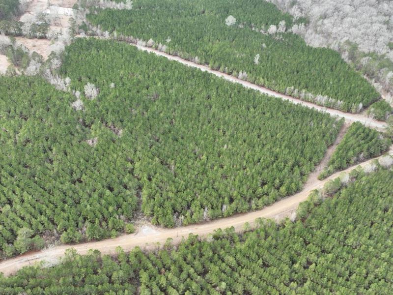 Breland Road Northwest Timber Tract : Jena : La Salle Parish : Louisiana