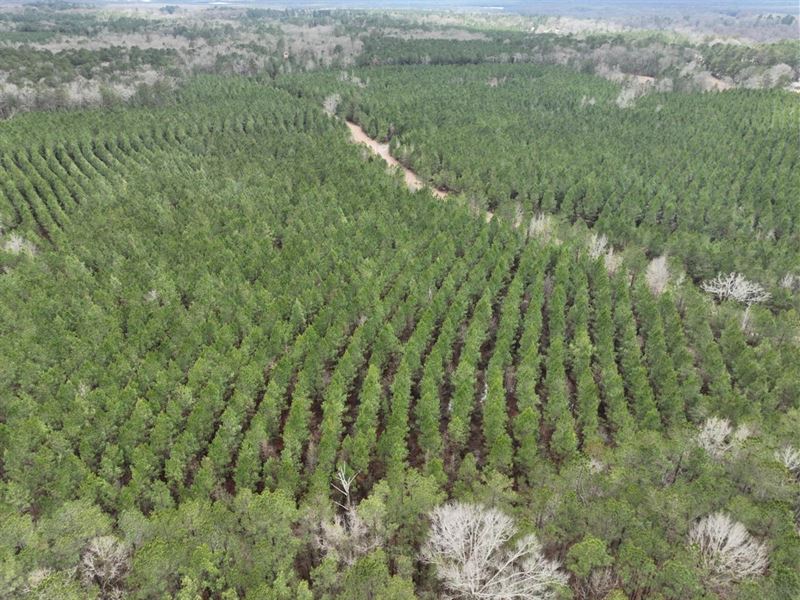 Breland Road East Timber Tract, Las : Jena : La Salle Parish : Louisiana