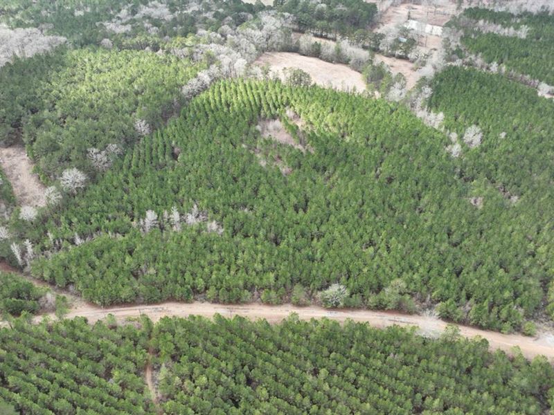 Breland Road Southwest Timber Tract : Jena : La Salle Parish : Louisiana