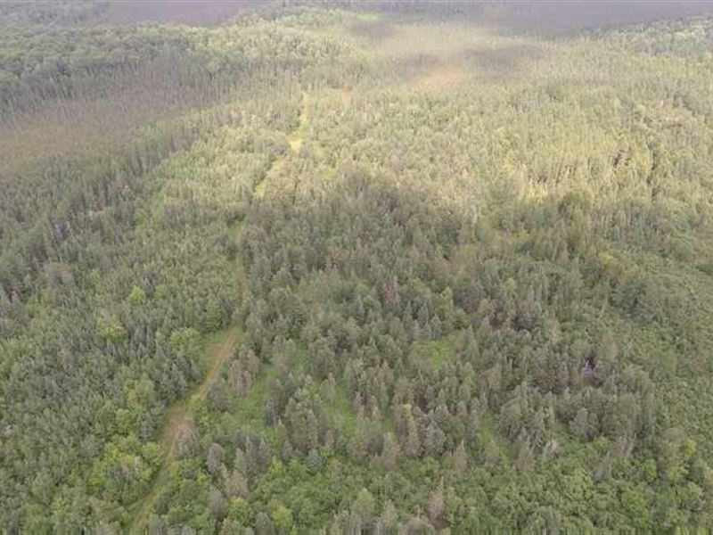 80 Acres Hunting Land for Sale in : Butternut : Ashland County : Wisconsin