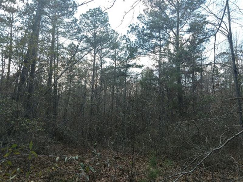 81.7 Acres Hunting Land in Pike CO : Banks : Pike County : Alabama