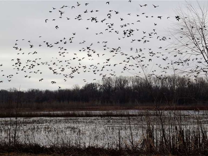 Reduced 200 Acre Recreational : Concordia : Johnson County : Missouri