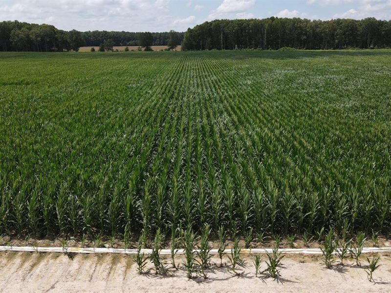 160 Acres of Irrigated Farmlan : Bald Knob : White County : Arkansas