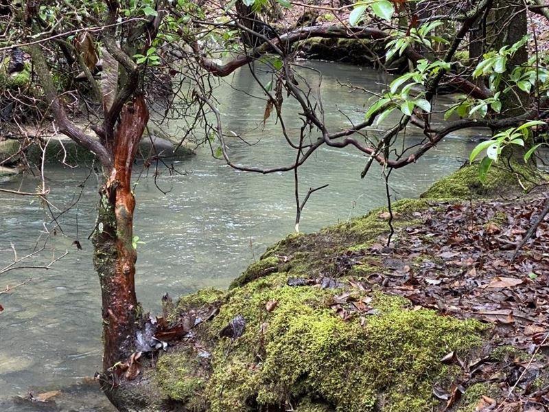 8.59 Acres Wooded Property : Crossville : Cumberland County : Tennessee