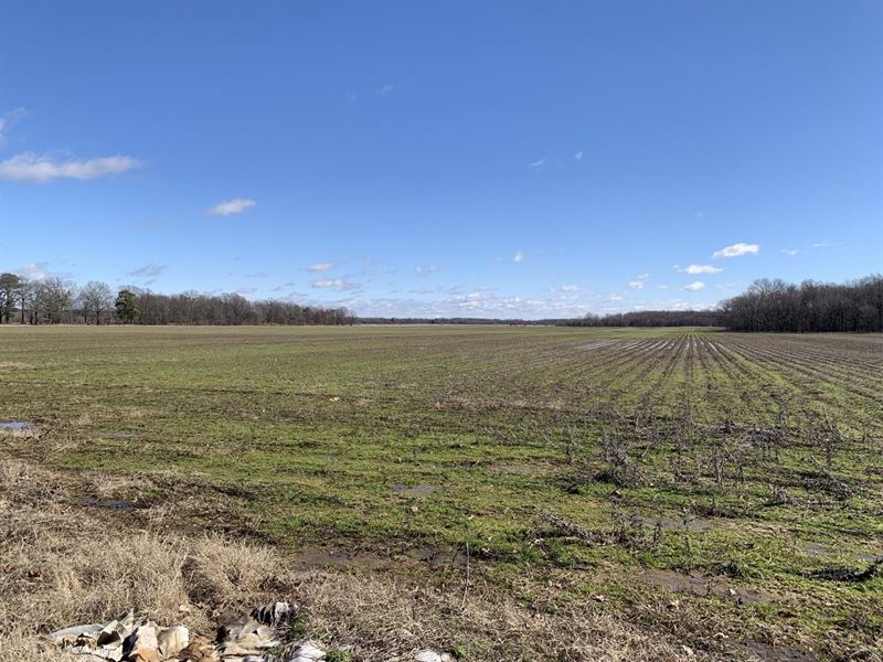 36 Acre Row Crop Farm : Brinkley : Monroe County : Arkansas