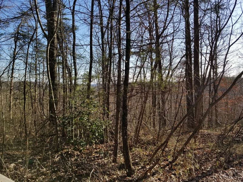 251+/- Acres Hunting & Creeks : Palmer : Marion County : Tennessee