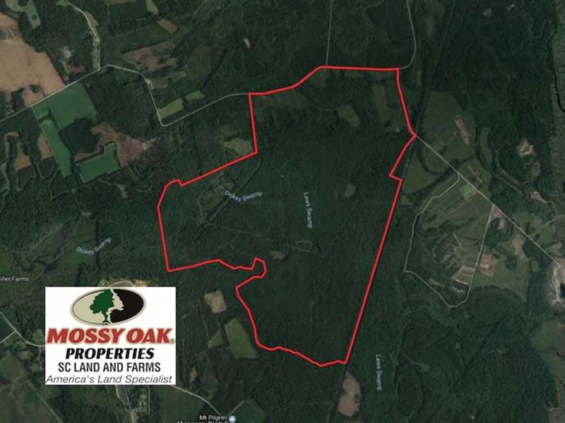 Reduced, 822.23 Acres of Hunting : Kingstree : Williamsburg County : South Carolina