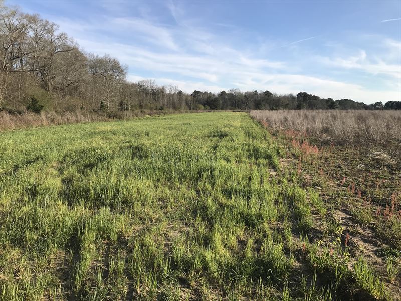 Pleasant Field Tract : Newton : Dale County : Alabama