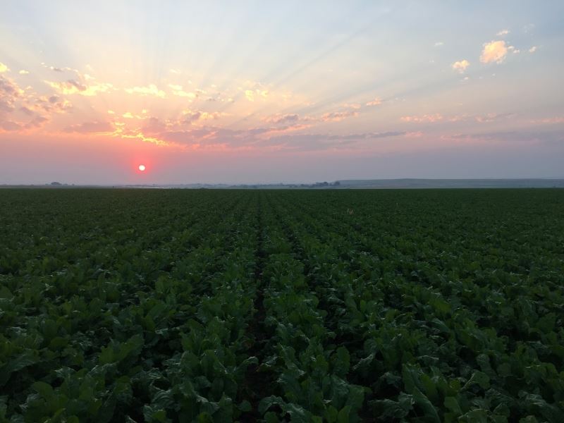 Table Mountain Farm : Huntley : Goshen County : Wyoming