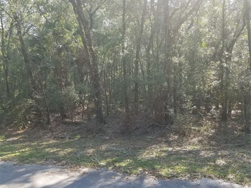 Reduced 1 Ac Lot 774479 : Bell : Dixie County : Florida