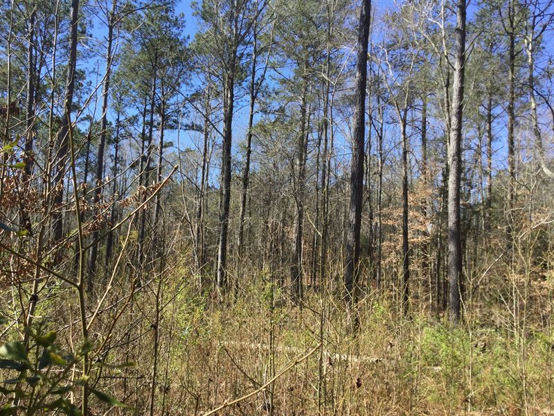Byrd Tract1 : Valley : Lee County : Alabama
