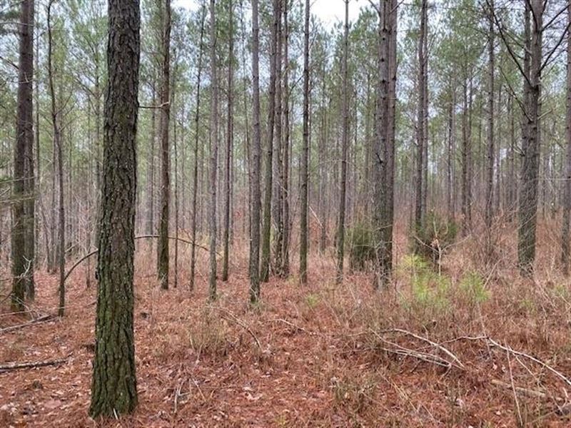5.13 Acres Unrestricted Wooded Pr : Dunlap : Sequatchie County : Tennessee