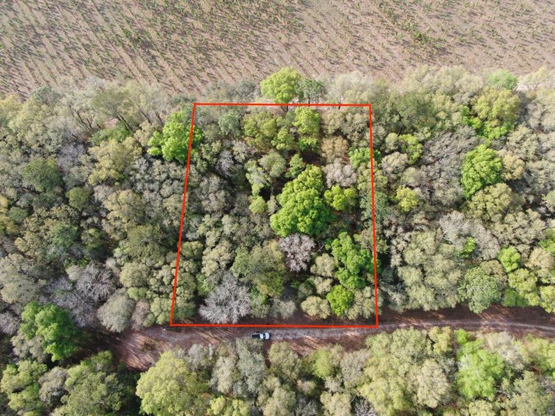 Beautiful.94 Acre Lot Near The HI : Mayo : Lafayette County : Florida