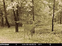 Lake Texoma Area Land For Sale : Whitesboro : Grayson County : Texas