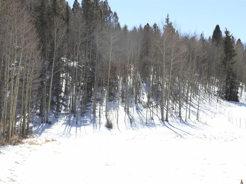 Saddle Mountain Retreat : Lake George : Park County : Colorado