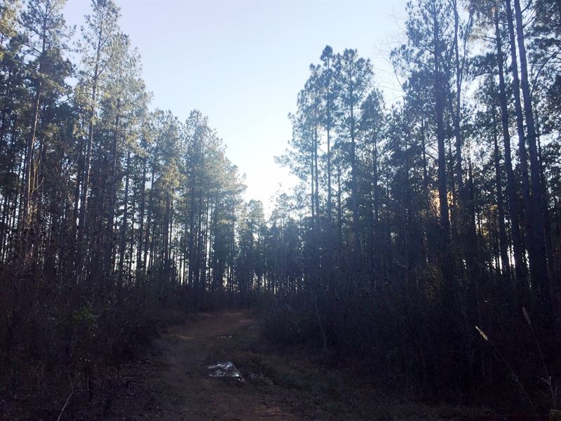 Tract 1578 West : Scotts Hill : Henderson County : Tennessee