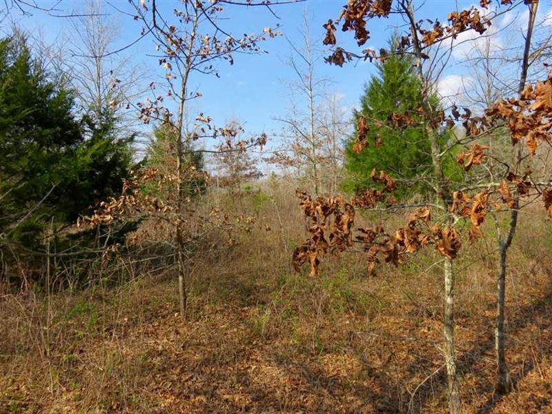 155 Acres with Crp Income : Newellton : Tensas Parish : Louisiana