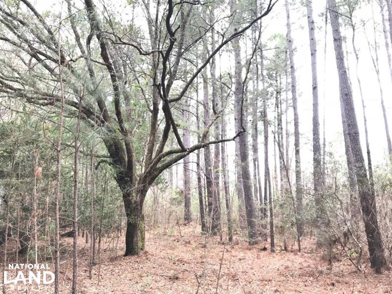 National Forest Rec Land : Jamestown : Berkeley County : South Carolina
