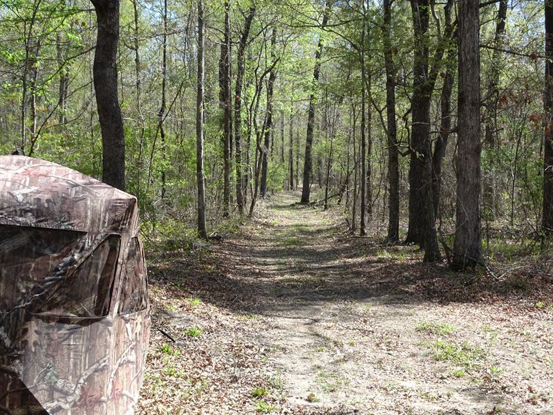 Turkey & Deer Minutes From Macon : Macon : Jones County : Georgia