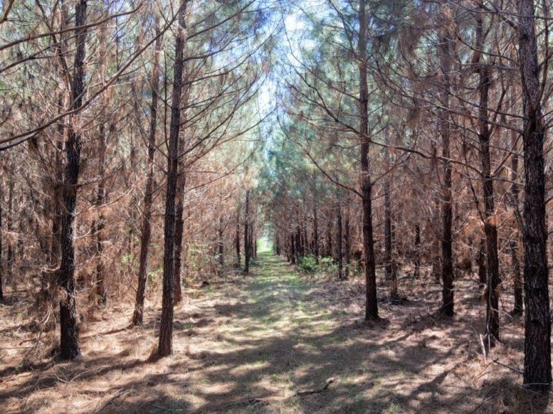 34 Acres in Copiah County in George : Georgetown : Copiah County : Mississippi
