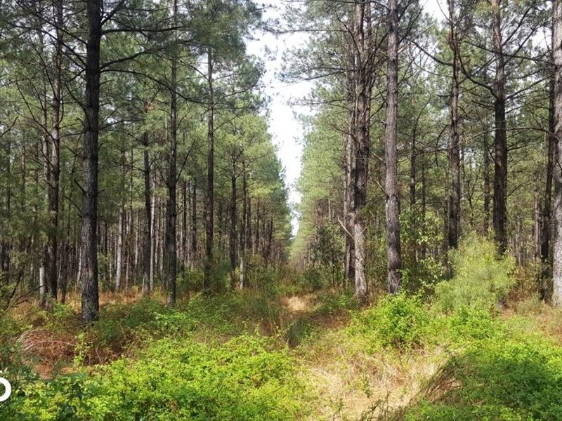 Burgaw 55 Acres : Burgaw : Pender County : North Carolina