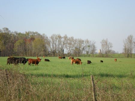407 Acre Dairy Farm : Millen : Jenkins County : Georgia
