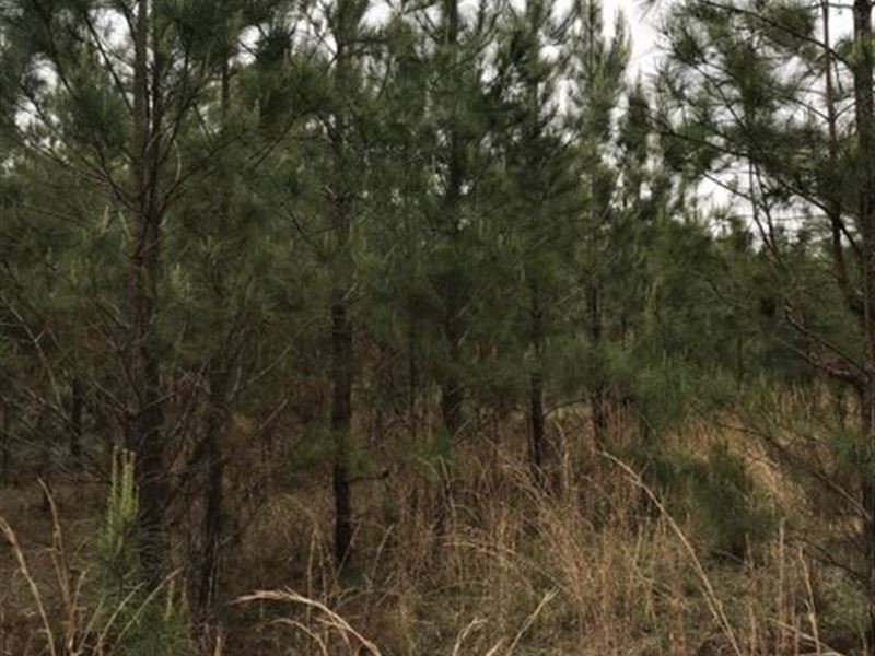 2946 West Hickory Grove : Lapine : Montgomery County : Alabama