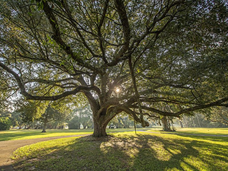 1680 Ac Bordering Mistletoe Plant : Thomasville : Thomas County : Georgia