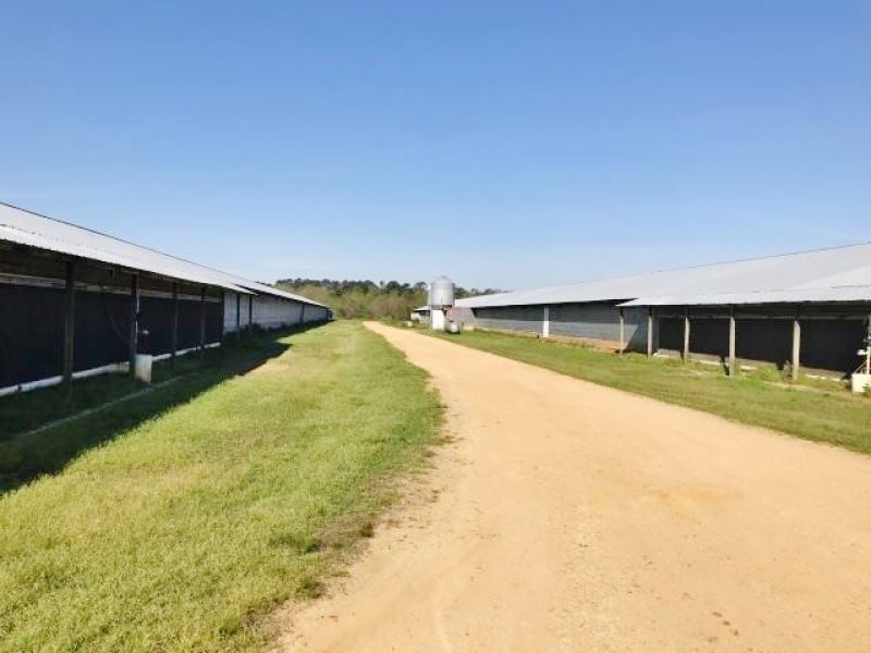 5 House Broiler Poultry Farm, Ellis : Ellisville : Jones County : Mississippi