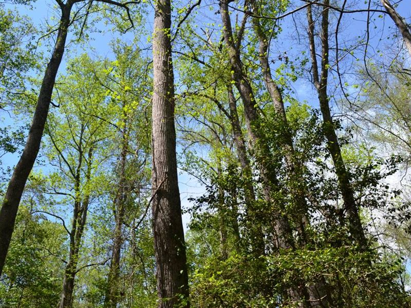 Oak Grove Tract : Bishopville : Lee County : South Carolina