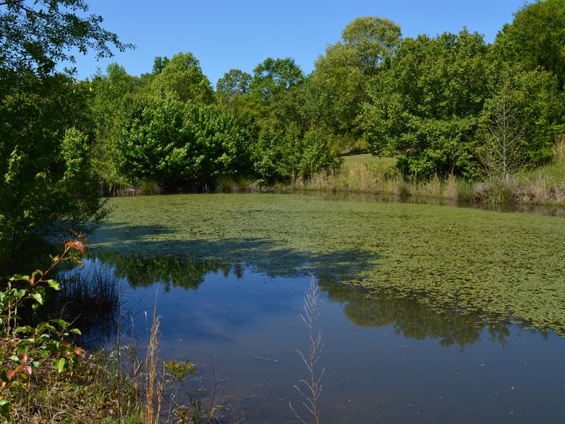 5.01 Acres in Inman with A Pond : Inman : Spartanburg County : South Carolina