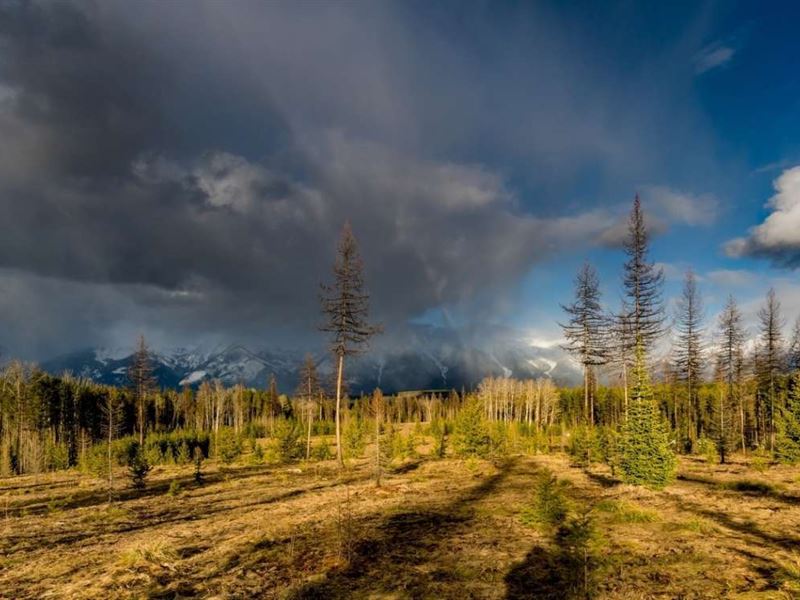 Cougar Run Lot 5 : Condon : Missoula County : Montana