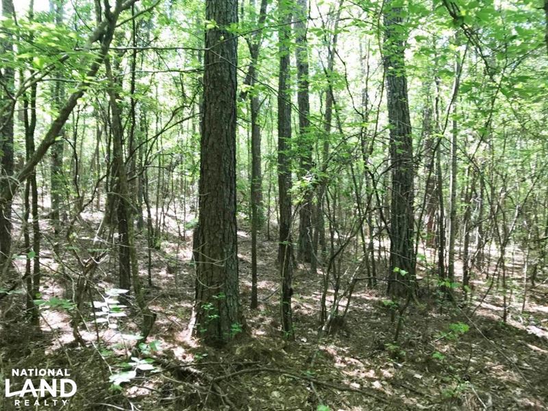 Buck Hill Tract : Fayette : Lamar County : Alabama