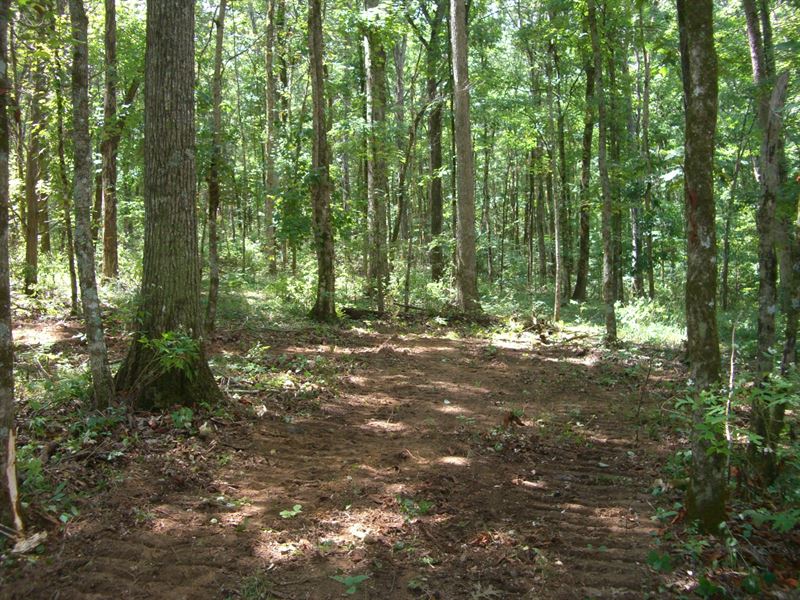 61 Wooded Acres in Scottsboro : Scottsboro : Jackson County : Alabama