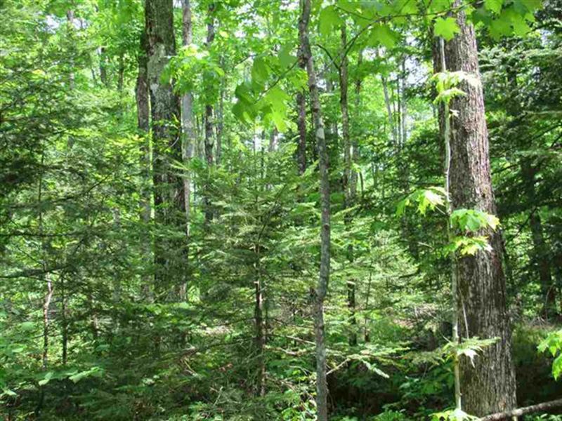 Fdr Wooded Wonder : Duncan : Iron County : Michigan