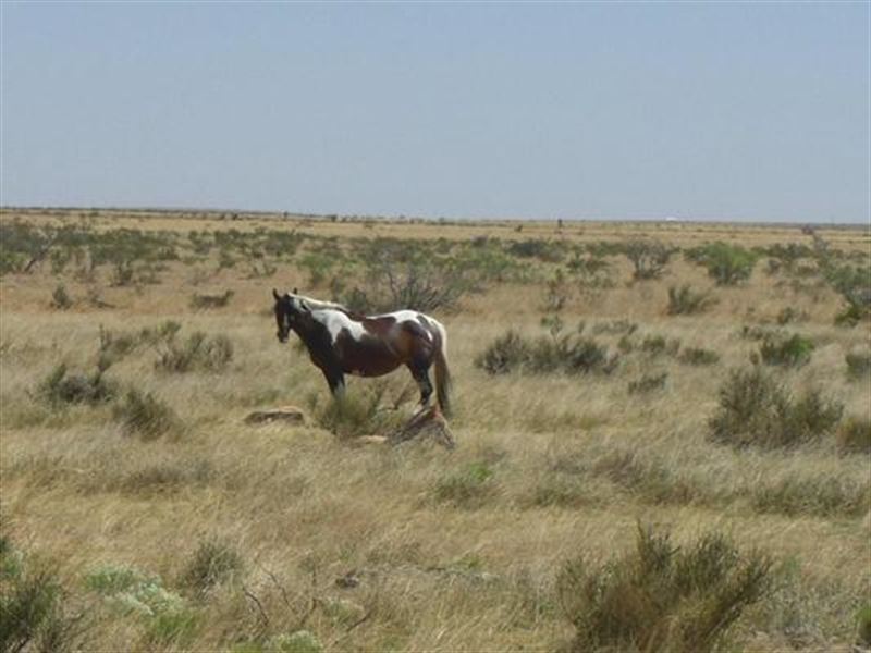 100 Acres, Perfect Ranch, $688/Mo : Sierra Blanca : Hudspeth County : Texas
