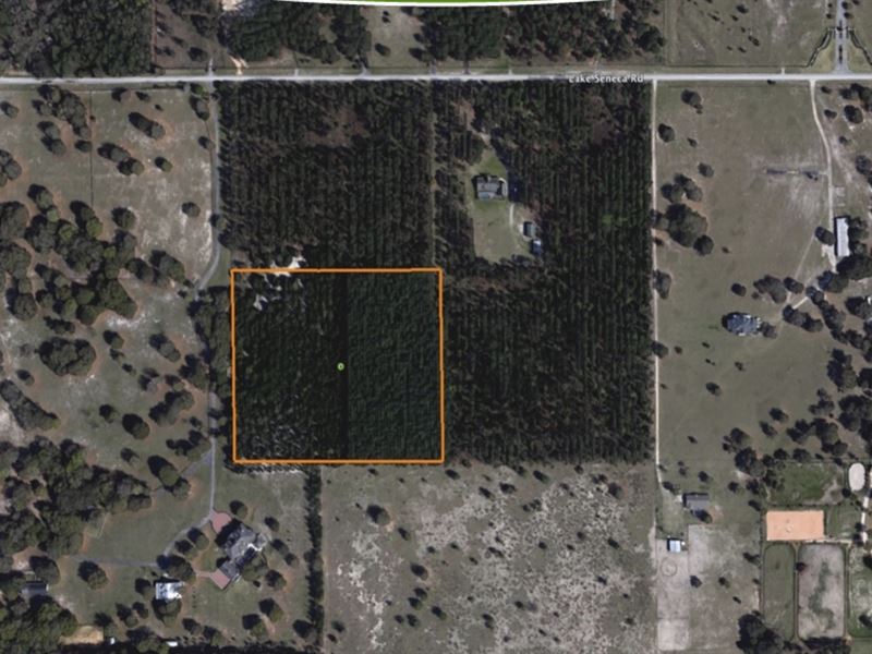 12 Acres Timber Ready for Homes : Eustis : Lake County : Florida