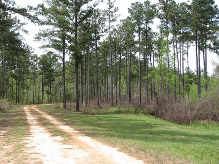 Bear Creek Plantation 757 : Old Texas : Monroe County : Alabama