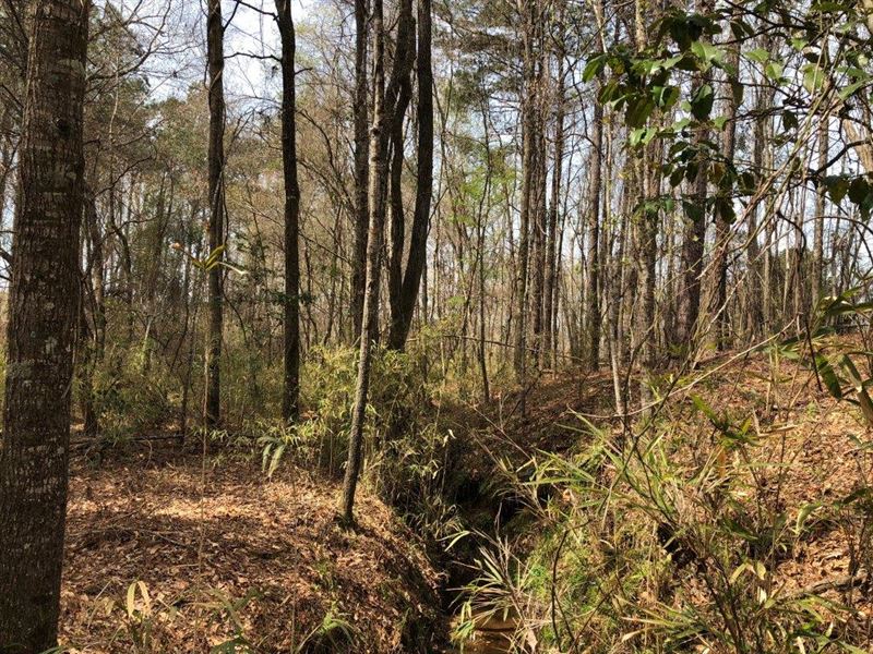 Powelton Tract : Sparta : Hancock County : Georgia