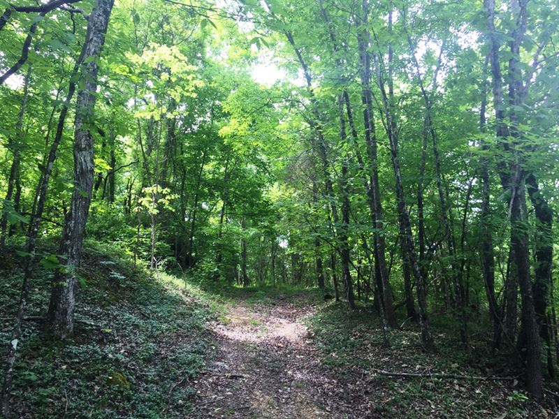 Barger Ridge Road West Tract : Decatur : Meigs County : Tennessee