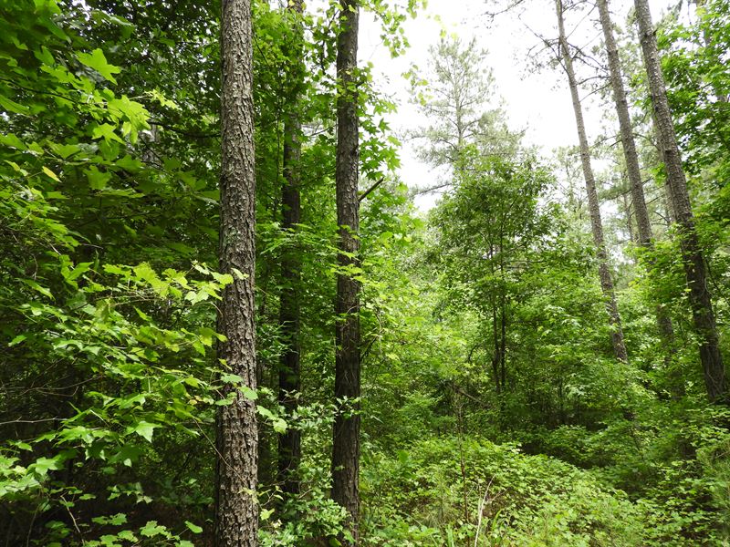 Cross Plains : Carrollton : Carroll County : Georgia