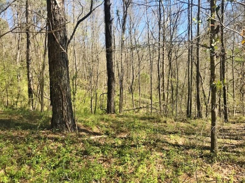 100 Acres Timber and Hunting Land : Cranfield : Adams County : Mississippi