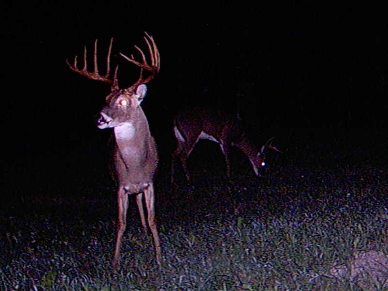 Three Creeks Plantation : Preston : Webster County : Georgia