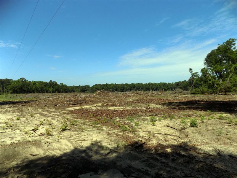 Chesterfield County Sc Hunting Land : Cheraw : Chesterfield County : South Carolina
