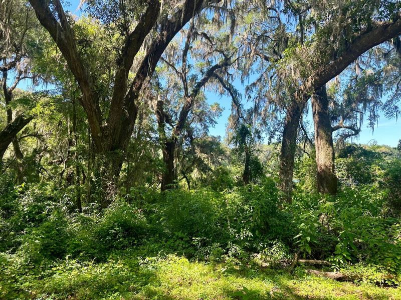 Quiet Retreat : Madison : Madison County : Florida