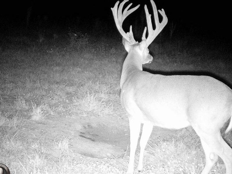 200 Acres, Deer, Turkey, Bear, Bobc : Birch Tree : Shannon County : Missouri